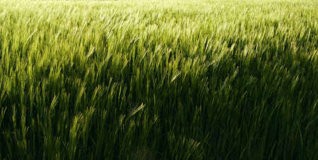 Barley field 1の写真素材