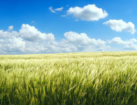 Barley field over blue sky 1の写真素材