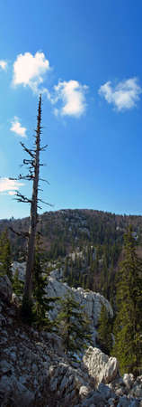 Mountain scene, Velebit, Croatiaの写真素材