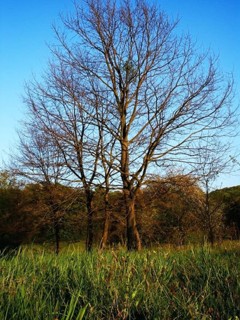 Forest during sunny day
