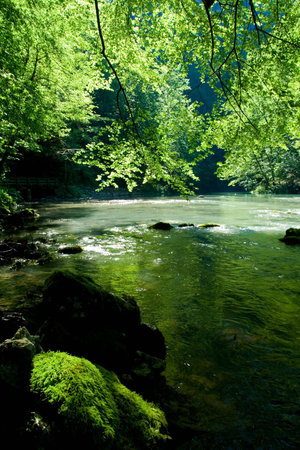 The source of the river Kupa in forest, Croatia