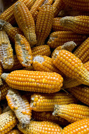 Corncobs backgroundの写真素材