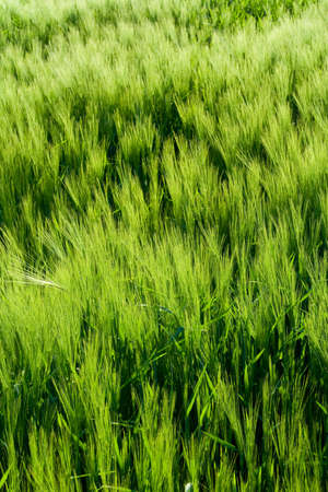 Beautiful wheat field detailの写真素材