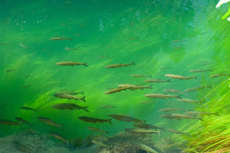 Trouts swimming in forest riverの写真素材