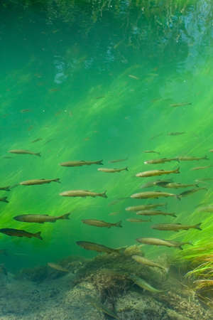 Trouts swimming in forest riverの写真素材
