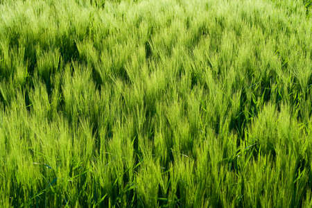 Beautiful wheat field detailの写真素材