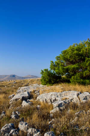 Bush on island hill, south Croatiaの写真素材
