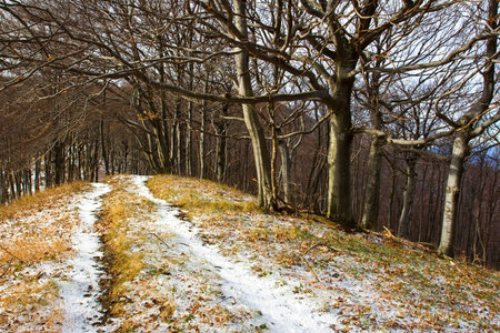 Mountain forest road during winterの写真素材