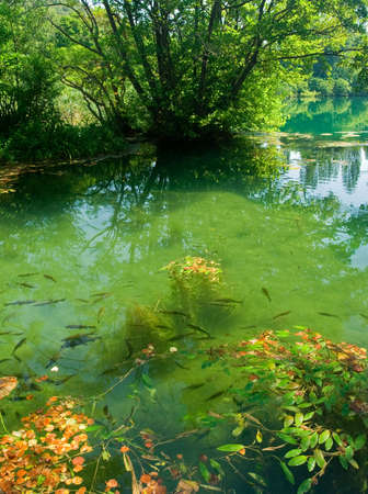 Trouts swimming in forest riverの写真素材