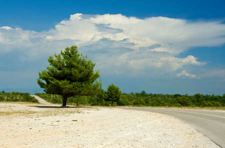 Tree by road scene during summerの写真素材