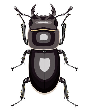 isolated decorative image of stag beetle (female) on white backgroundのイラスト素材