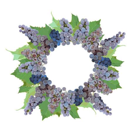 frame, wreath of bunches and leaves of Isabella grapes on a white backgroundのイラスト素材