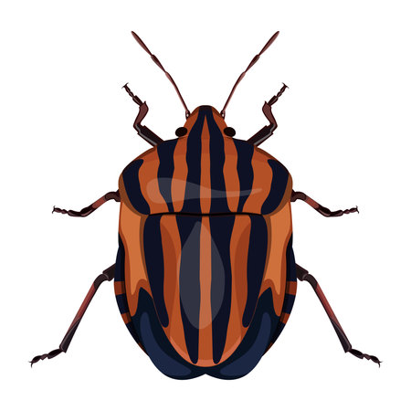 close-up image of a red-black striped bug, striped graphosoma on a white backgroundのイラスト素材