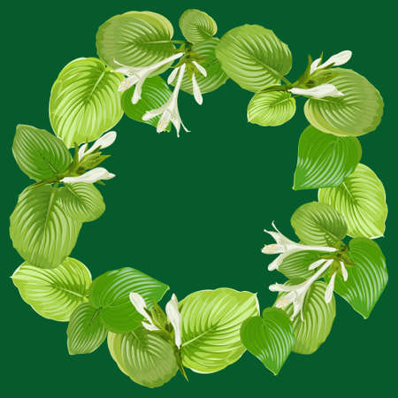 Round frame from hosta leaves and flowers on a green backgroundのイラスト素材
