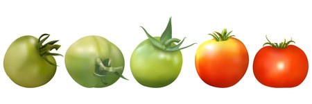 Isolated set of green, orange, red tomato fruits on a white backgroundのイラスト素材