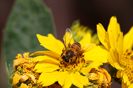 Honeybeeの写真素材