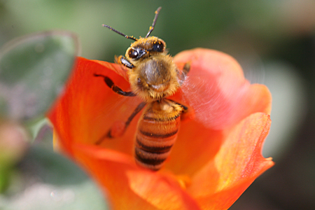 Honeybeeの写真素材