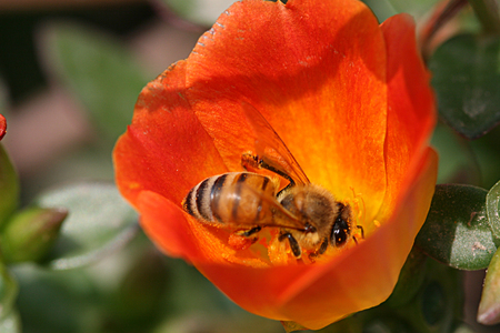 Honeybeeの写真素材