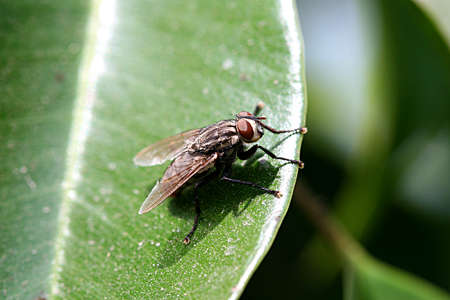 The Fly 8の写真素材