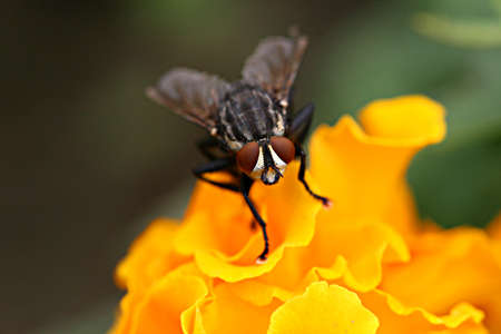 The Flyの写真素材