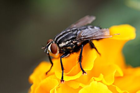 The Flyの写真素材