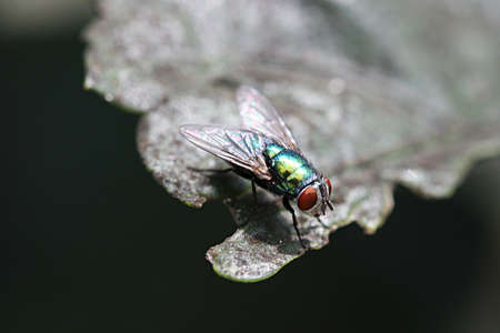 The Fly 1の写真素材