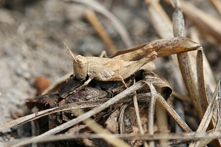 Grasshopperの写真素材