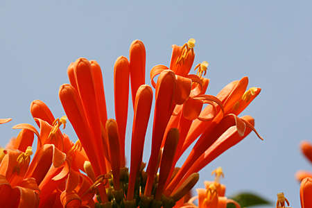 Orange Flowerの写真素材