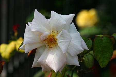 White Flowerの写真素材