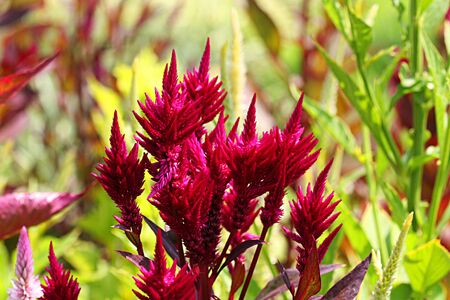 Mysterious Red Flowersの写真素材