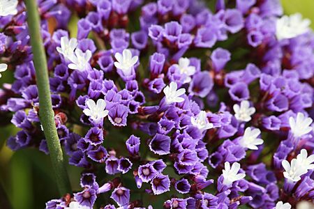 Mysterious Purple Flowersの写真素材