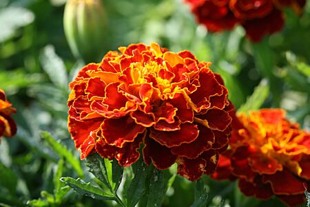 Orange Flowersの写真素材