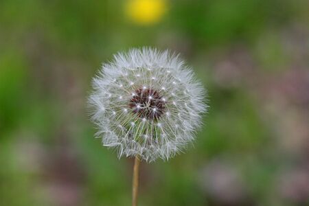 White Sporesの写真素材