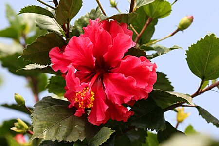 Red Hibiscusの写真素材