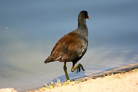 Sea Birdの写真素材
