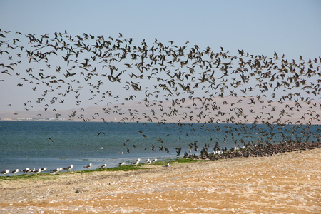 Seabirdsの写真素材