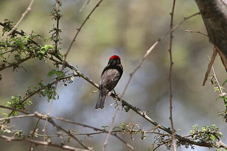 Cardinalの写真素材