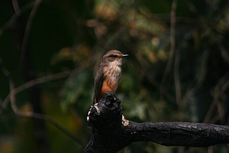 Robinの写真素材