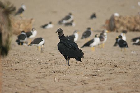 Peruvian Vultureの写真素材