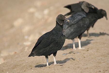 Peruvian Vultureの写真素材