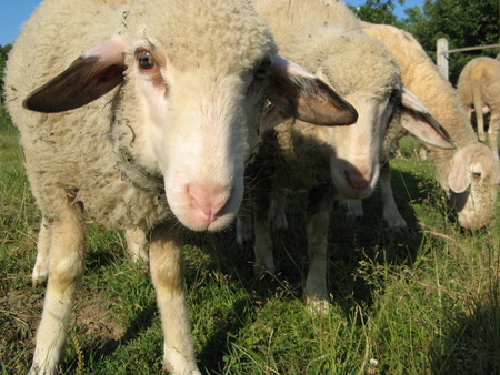 Curious sheep - Close up of a pair of sheep.の写真素材