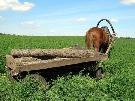 Horse with a cart in a field    の写真素材
