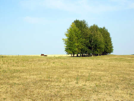Series of trees in steppe and a cart with a horseの写真素材