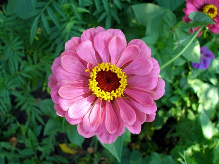 Flowerの写真素材