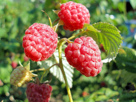 Fruits of a raspberry  の写真素材