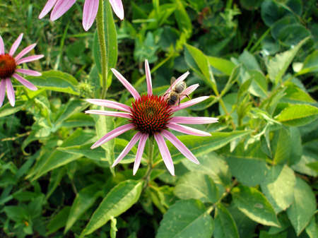 A bee on a flowerの写真素材