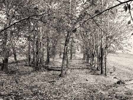 Avenue of poplars in the autumnの写真素材