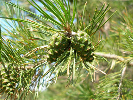 Pine lumpsの写真素材