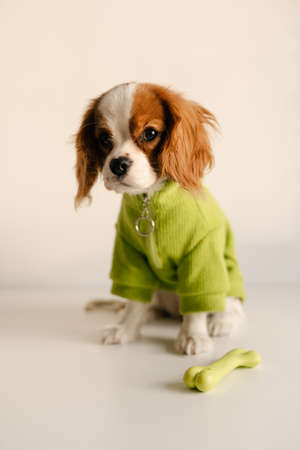Cute Dog Sitting with Toy Bone Wearing Green Suit. King Charles Spaniel Isolatedの写真素材
