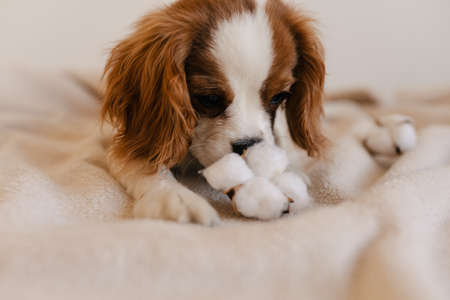Cute Dog Portrait with Cotton Laying on Plaid. King Charles Spaniel Laying Looking ot Cameraの写真素材